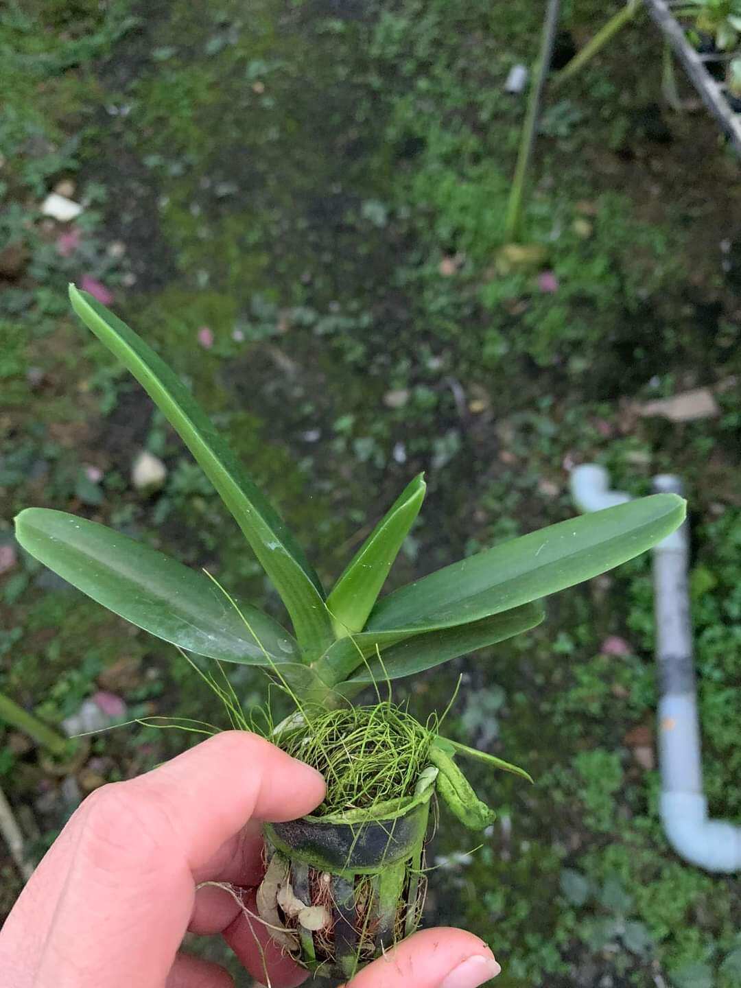 ( sale sale) 1 cây giống Lan ngọc điểm
