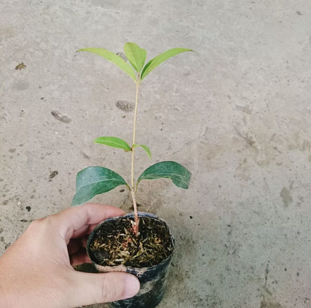 Cây giống hoa mộc hương ta(1cay)