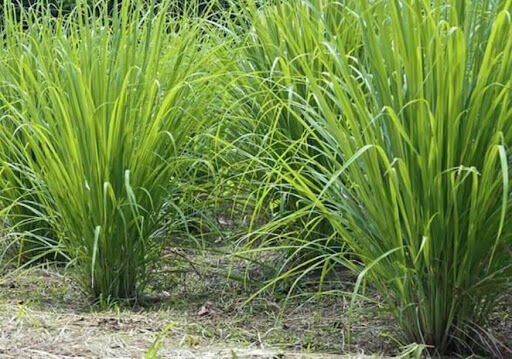 Cây sả (5 tép làm giống)