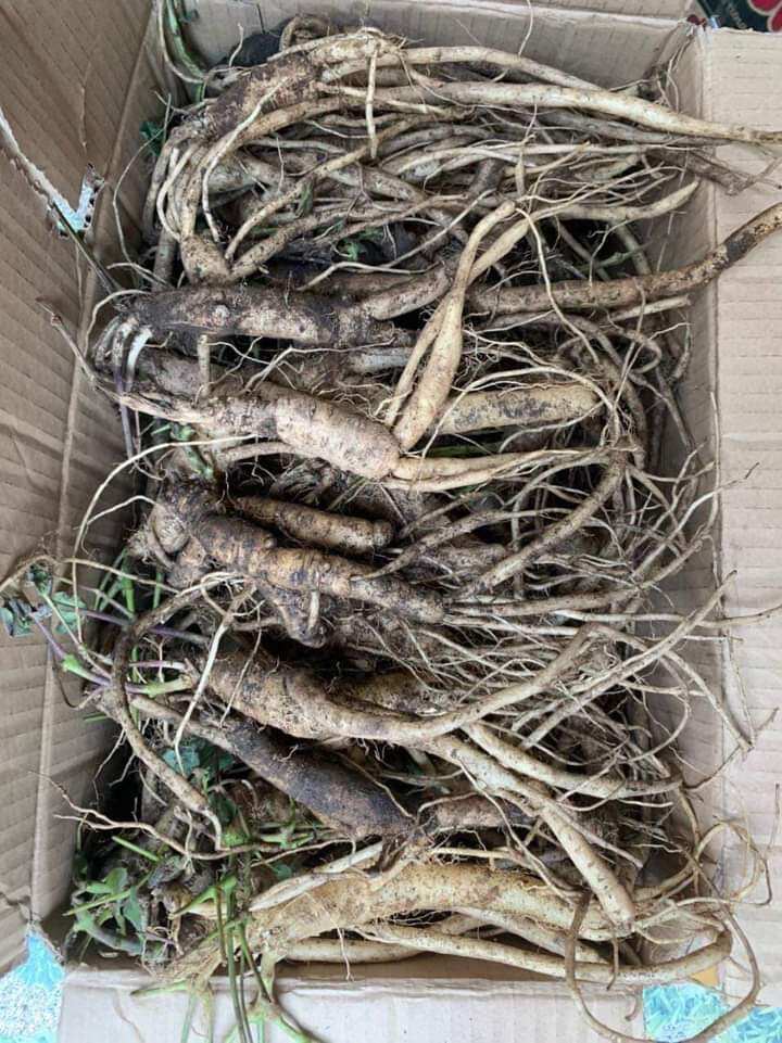 Sâm dây Ngọc Linh _ Đẳng sâm kontum