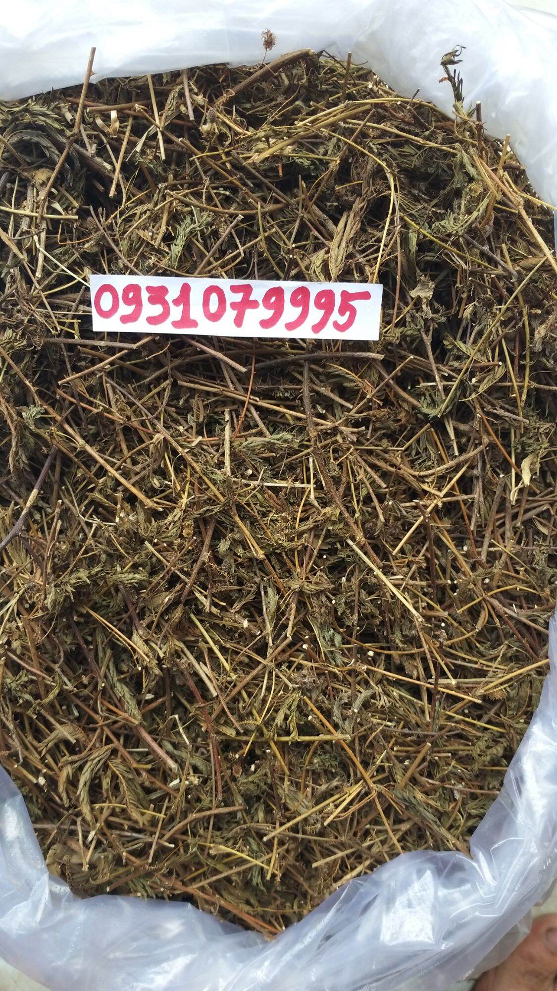 cây mắc cỡ - cây xấu hổ phơi khô 1kg