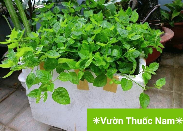 combo 3 bầu cây rau ngót nhật làm giống