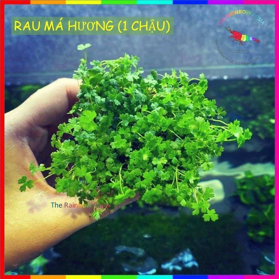 Rau má hương, cây thủy sinh đẹp sống khỏe không cần CO2 (1 chậu)