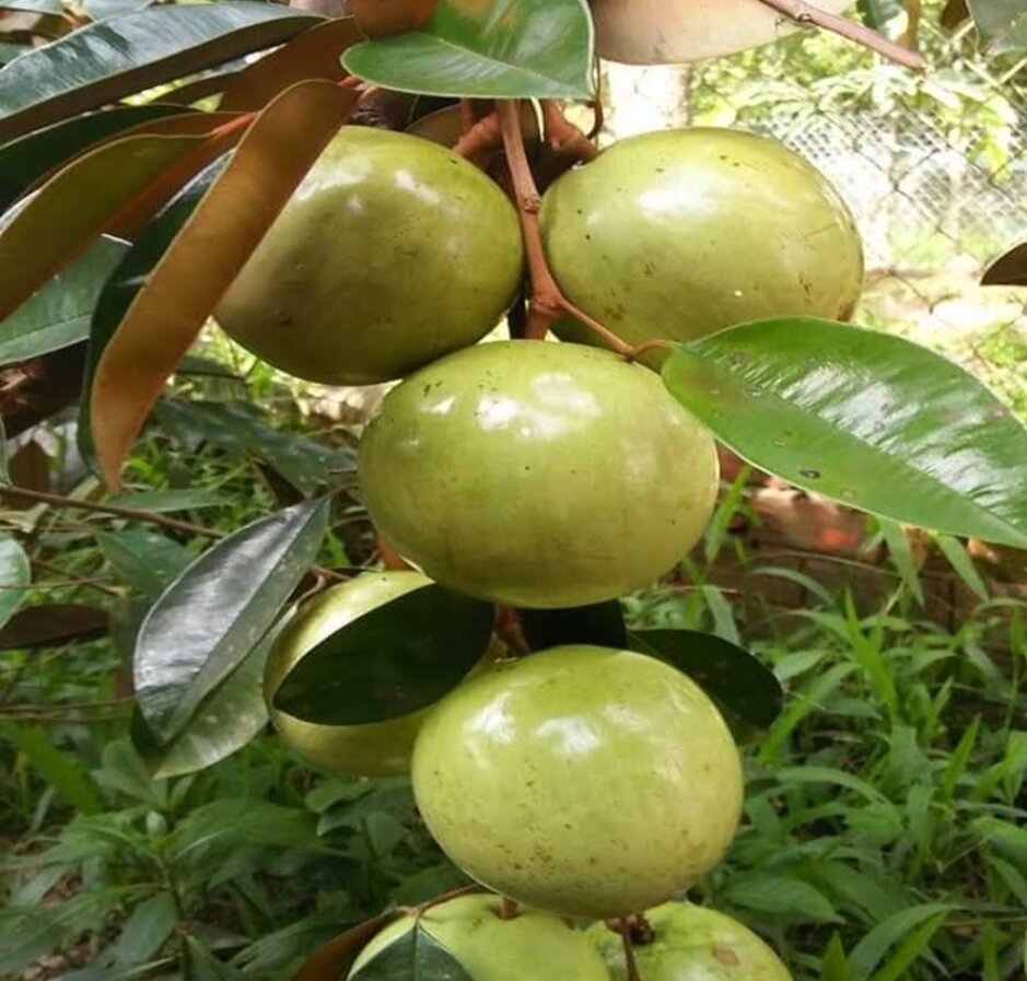 Cây giống vú sữa lò rèn