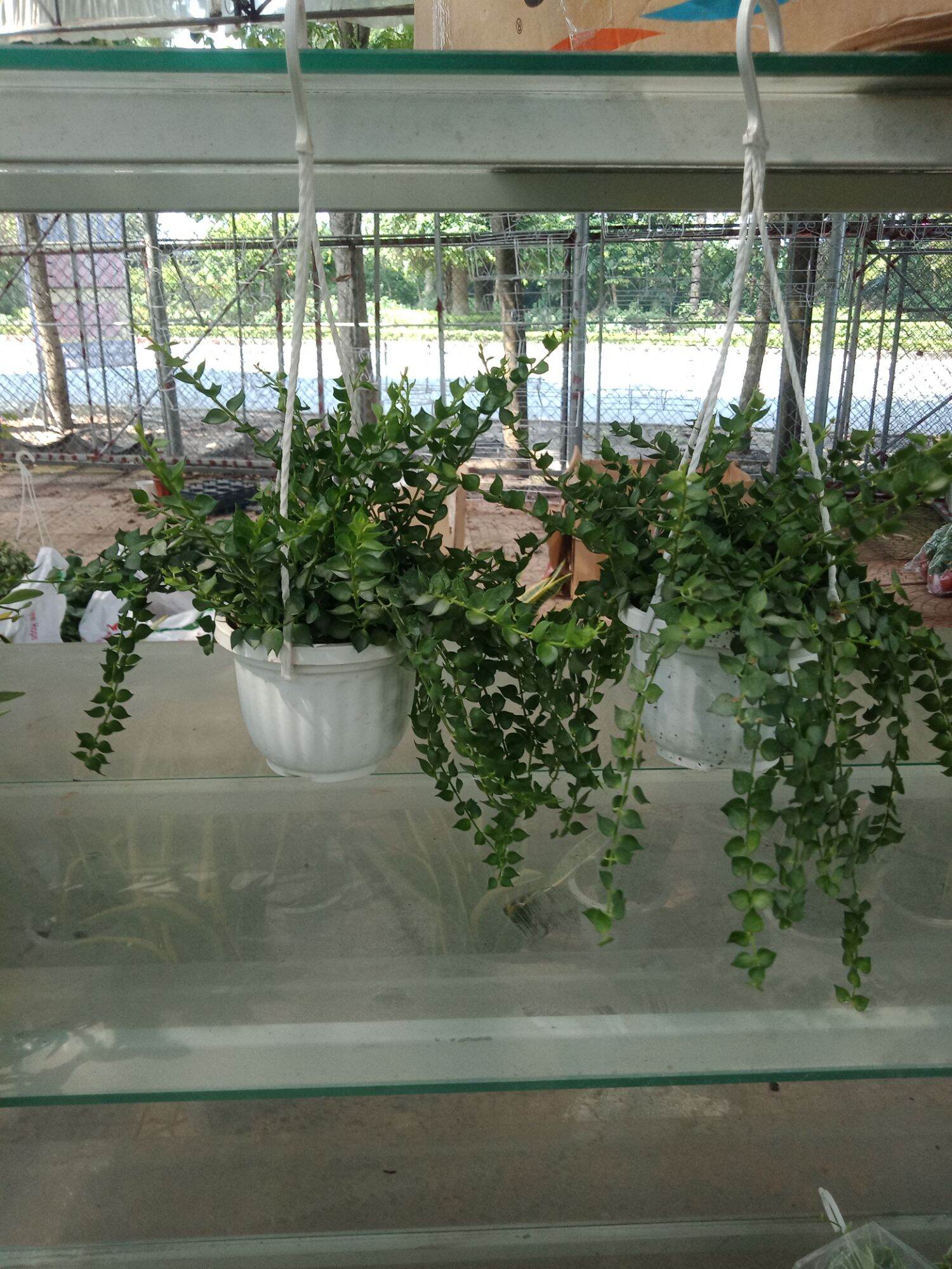 cây lan tim treo chậu
