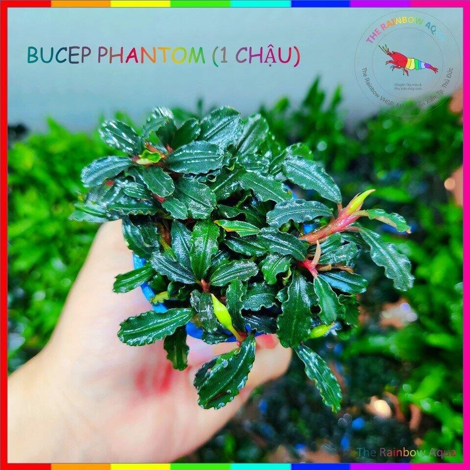 Bucep Phantom, chậu nhiều ngọn như hình, cây thủy sinh đẹp được ưa chuộng.