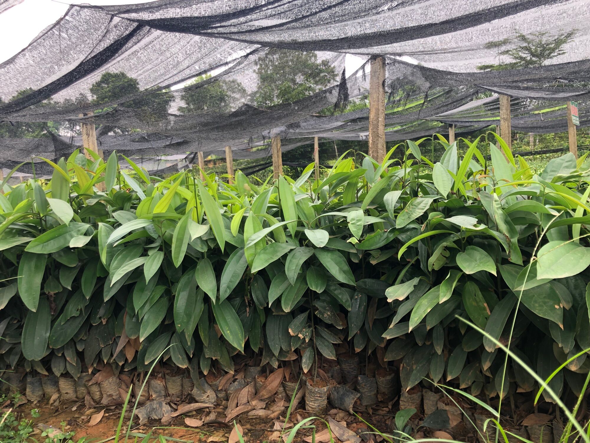 Combo 5 cây quế giống -cây cao 30-40cm