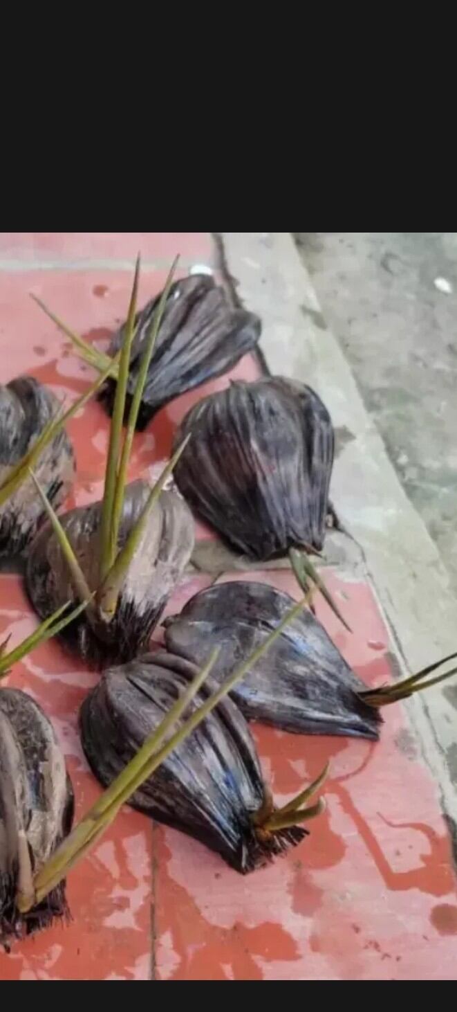 10cây dừa nước lên mầm