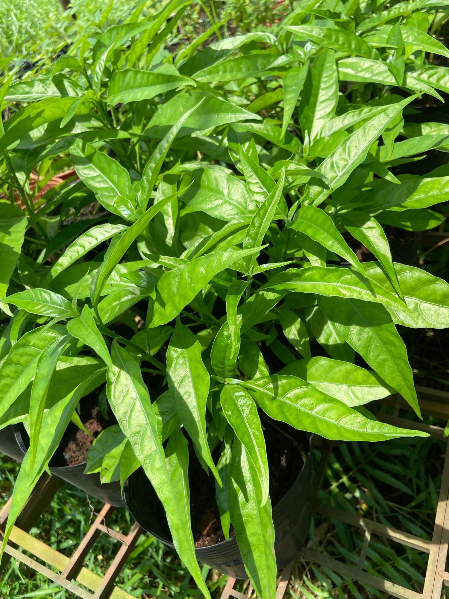 Hoàn ngọc trắng chậu to