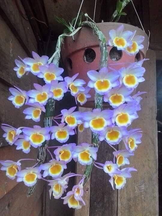 Hoa Lan long tu