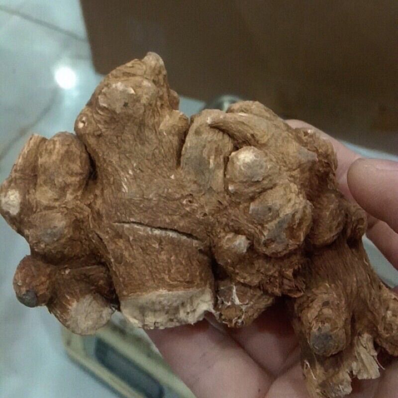 Tam thất củ to loại 1( bột-củ) 100g