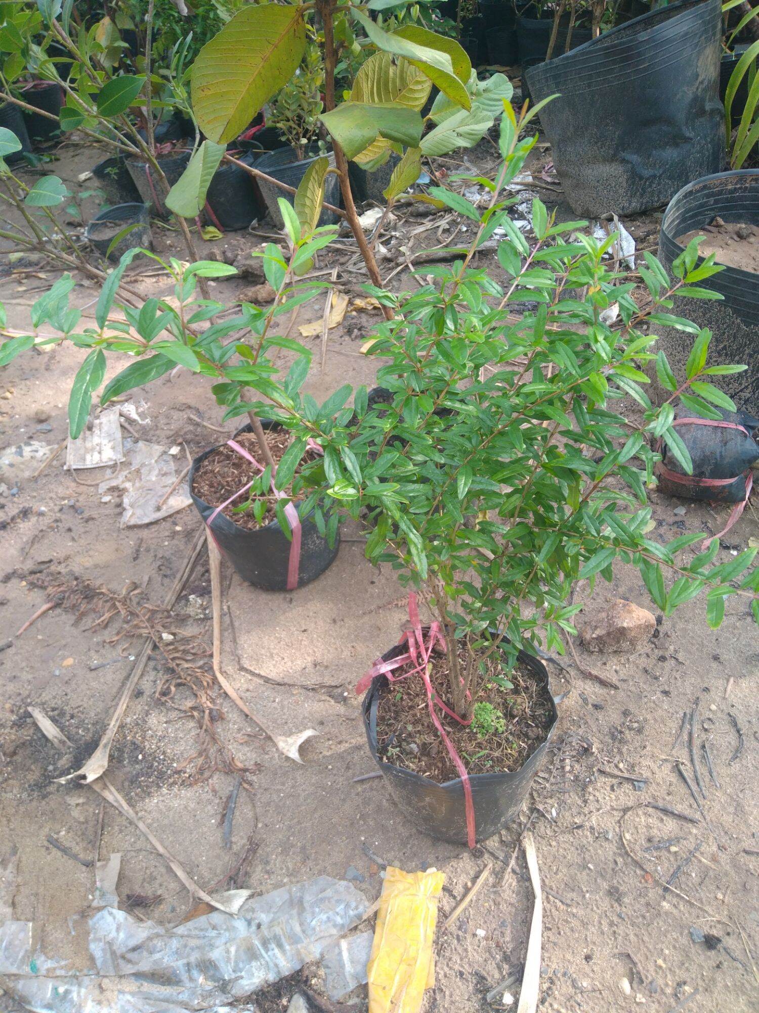 chậu cây lựu thái lan cao 40-70cm, cây đẹp