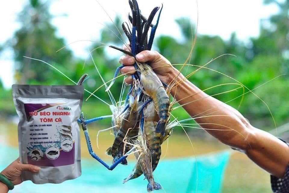 TĂNG TRỌNG NHANH TÔM.CÁ