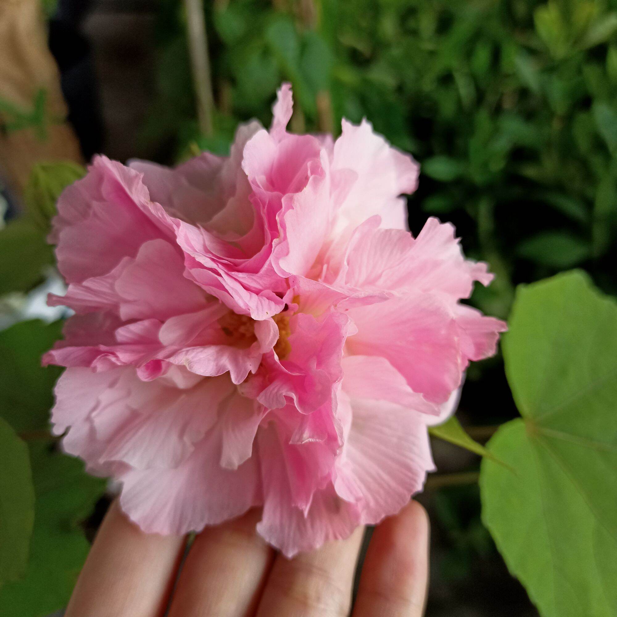 Cây hoa phù dung đổi màu từ sáng tới chiều
