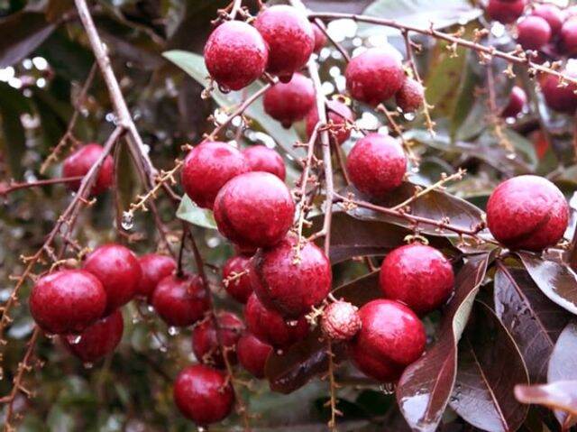 cây nhãn long tím cây đẹp.
