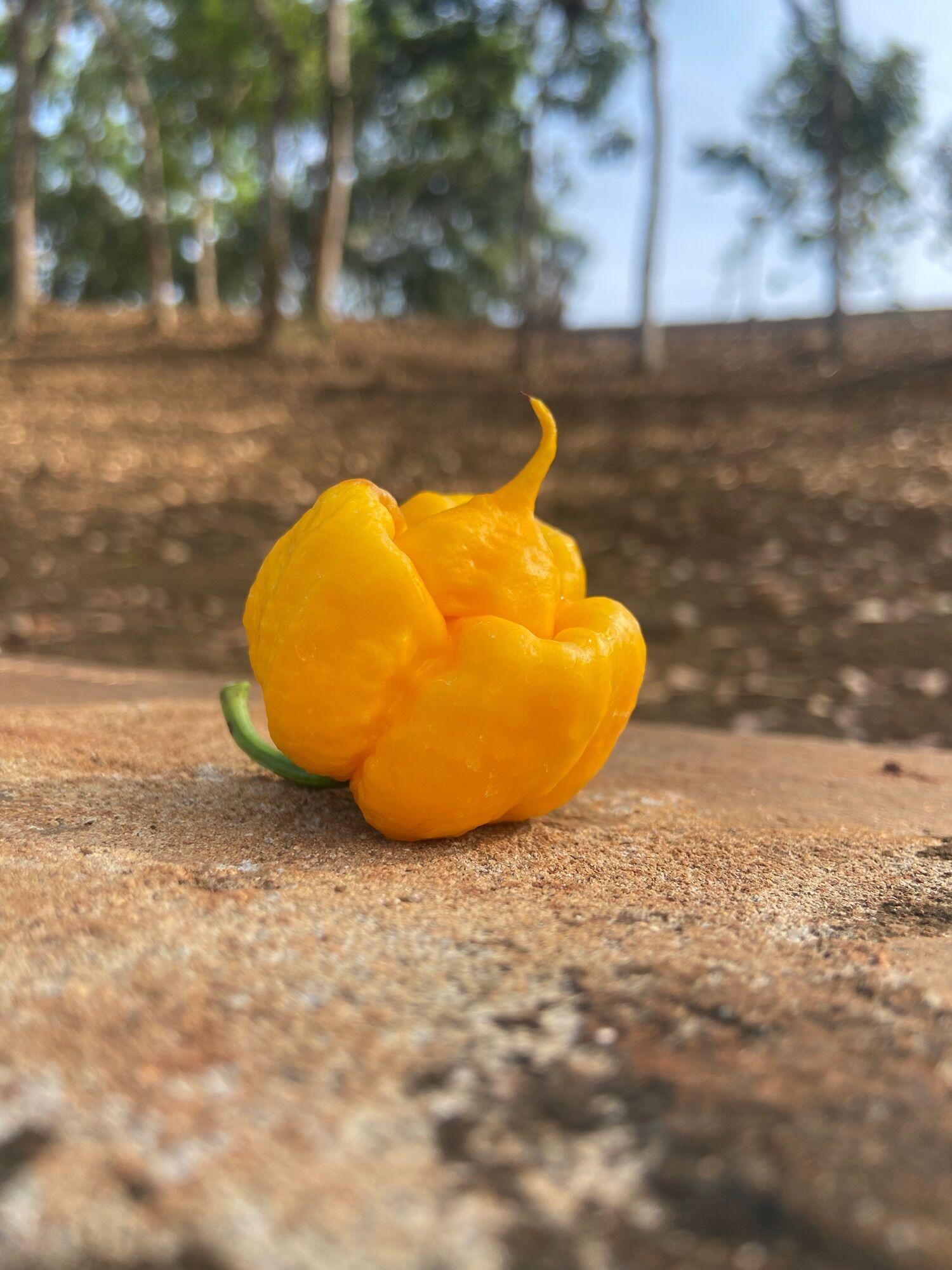10hạt giống ớt Carolina reaper yellow, ớt cay nhất thế giới