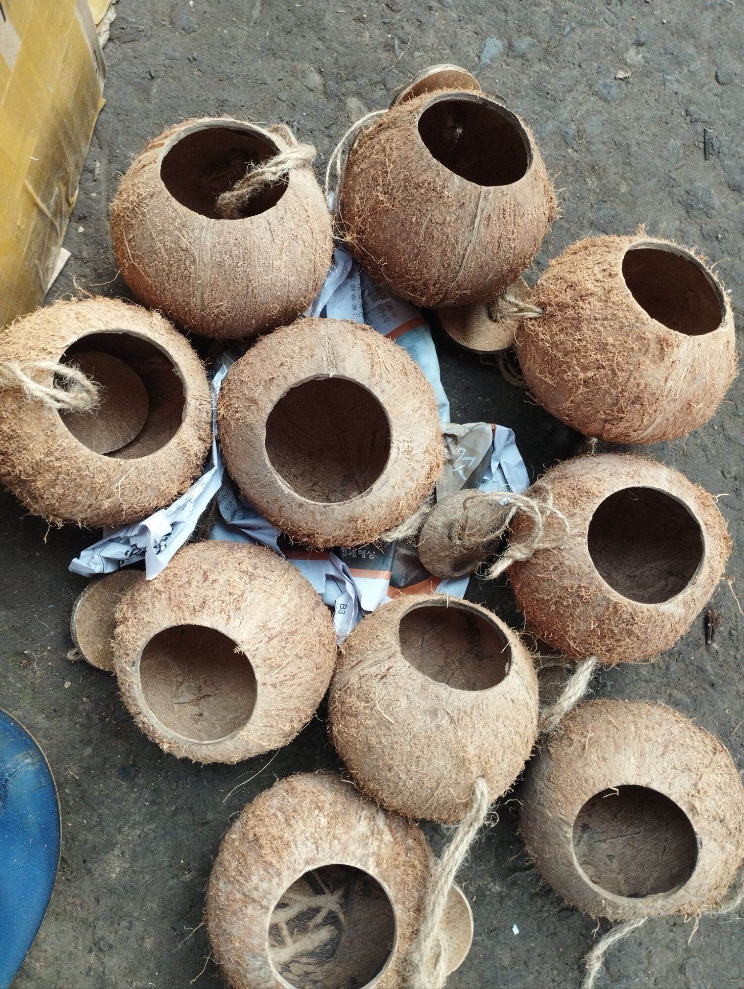 Tổ chim gáo dừa giá rẻ