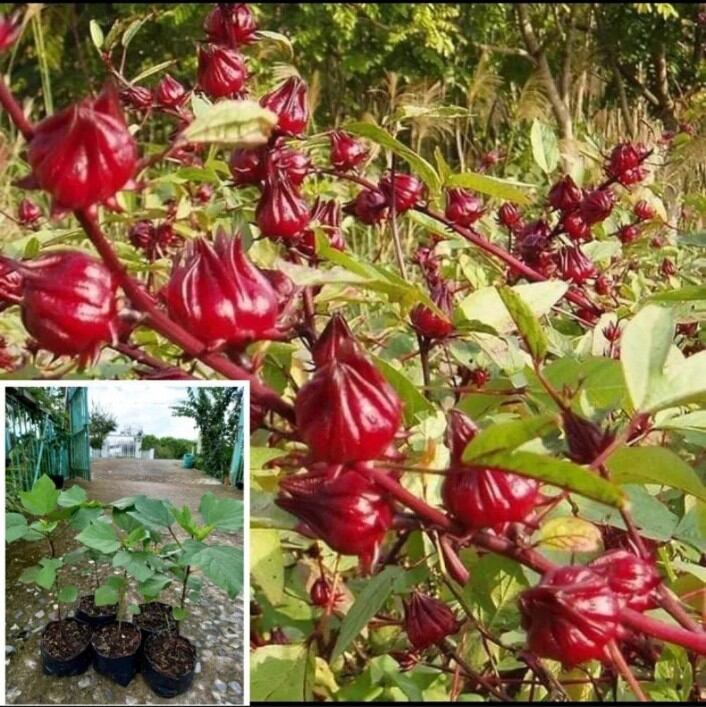 40 hạt giống cây hoa atiso đỏ( bụp giấm)