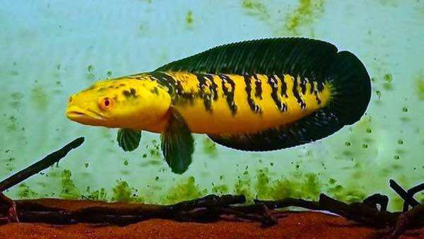 Lóc vảy rồng vàng yellow sentarum