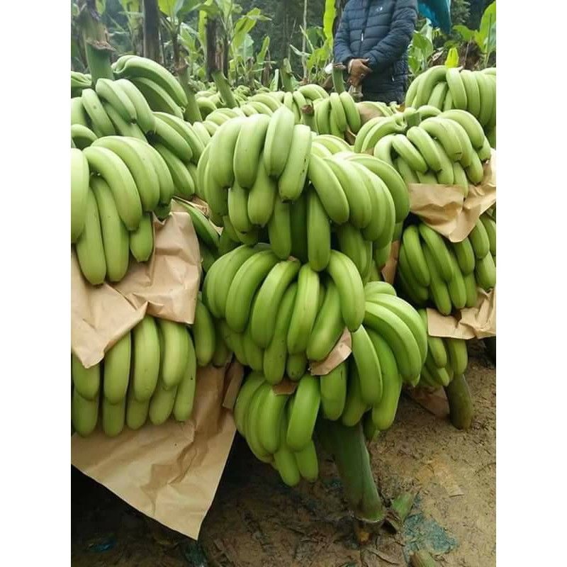 chuối tiêu hồng (chuối già/dà) chuối cấy mô