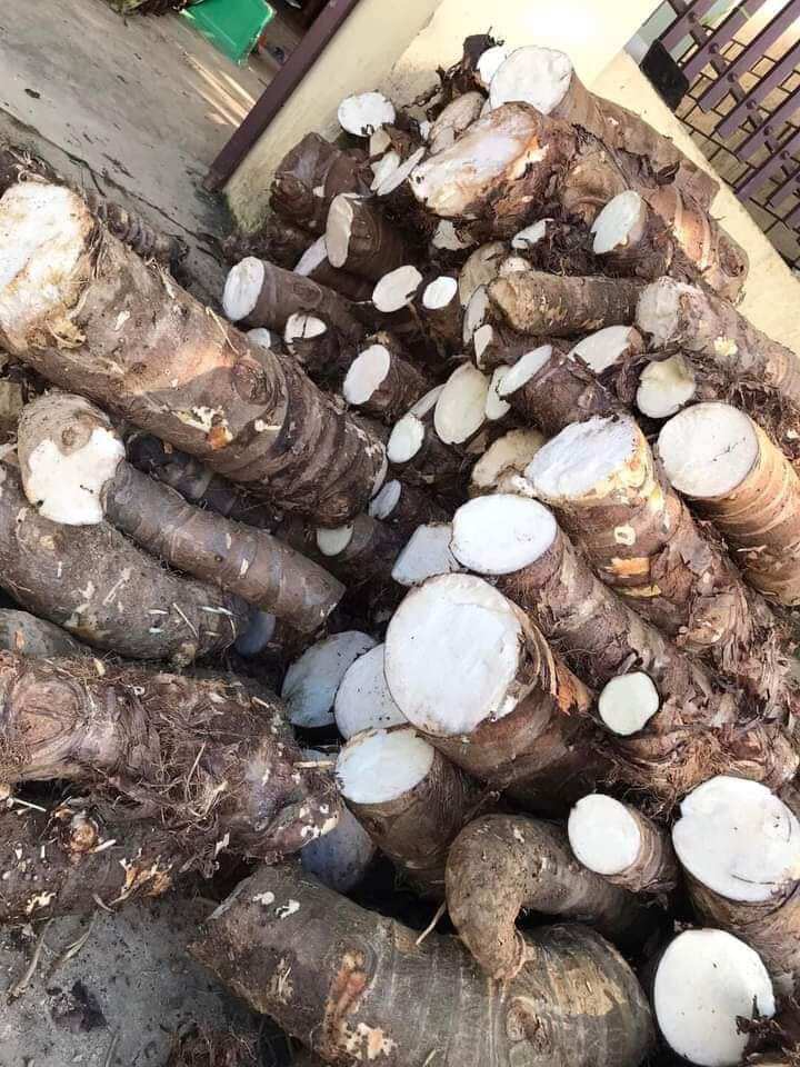 1kg củ bạc hà núi tự nhiên già lâu năm, củ to, tươi chất lượng