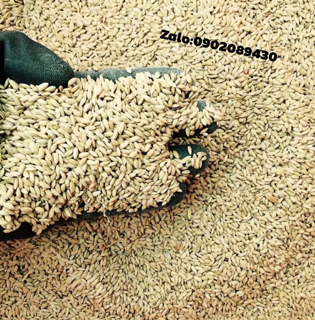Lúa tiêu ruột đỏ cho chim cu gáy
