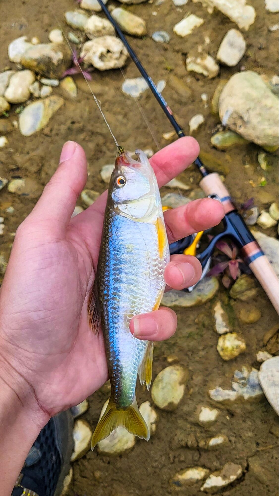 Mồi bọ lure cá mương, mồi lure, fly, tenkara