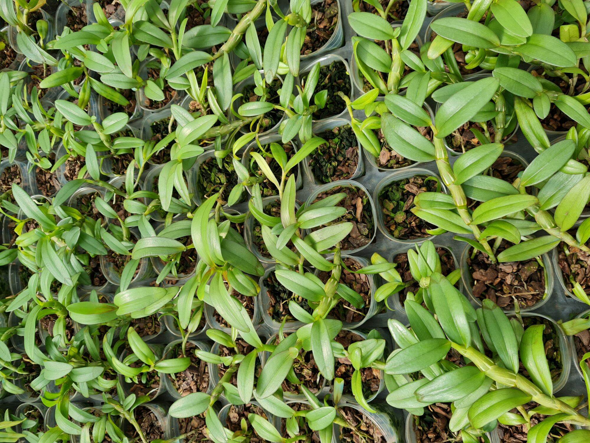 Cây giống lan giả hạc thân thủ lá mít (Hòa Bình x Mít Sơn La)