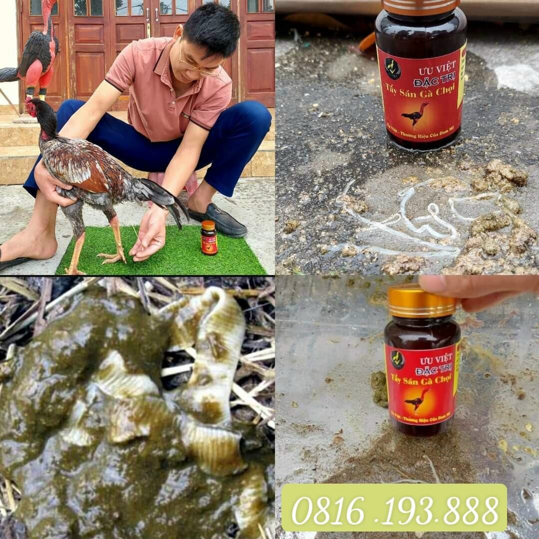 🐓🐓 TẨY SÁN ƯU VIỆT GÀ CHỌI🐓🐓.