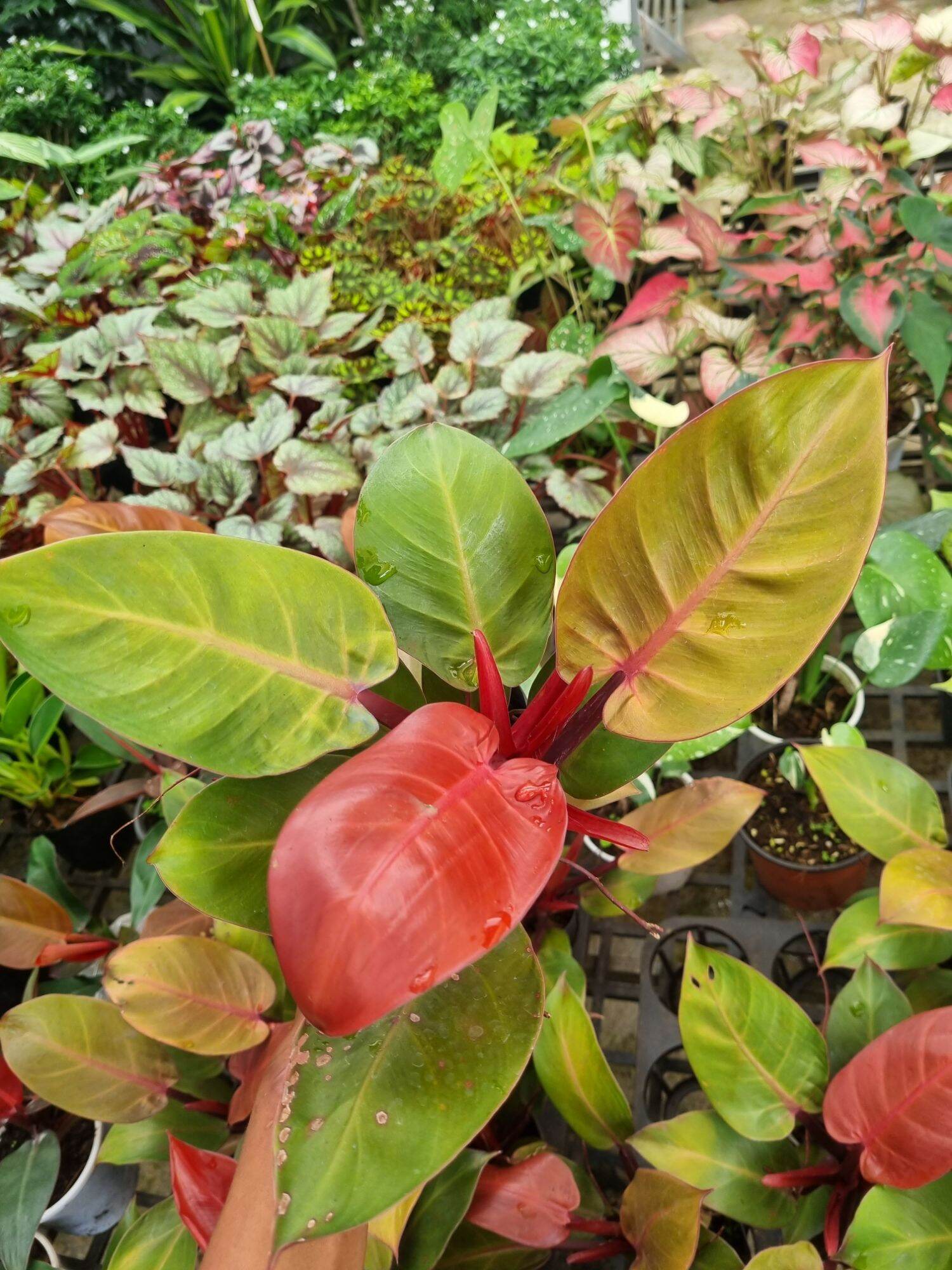 Cây đế vương đỏ - Philodendron erubescens