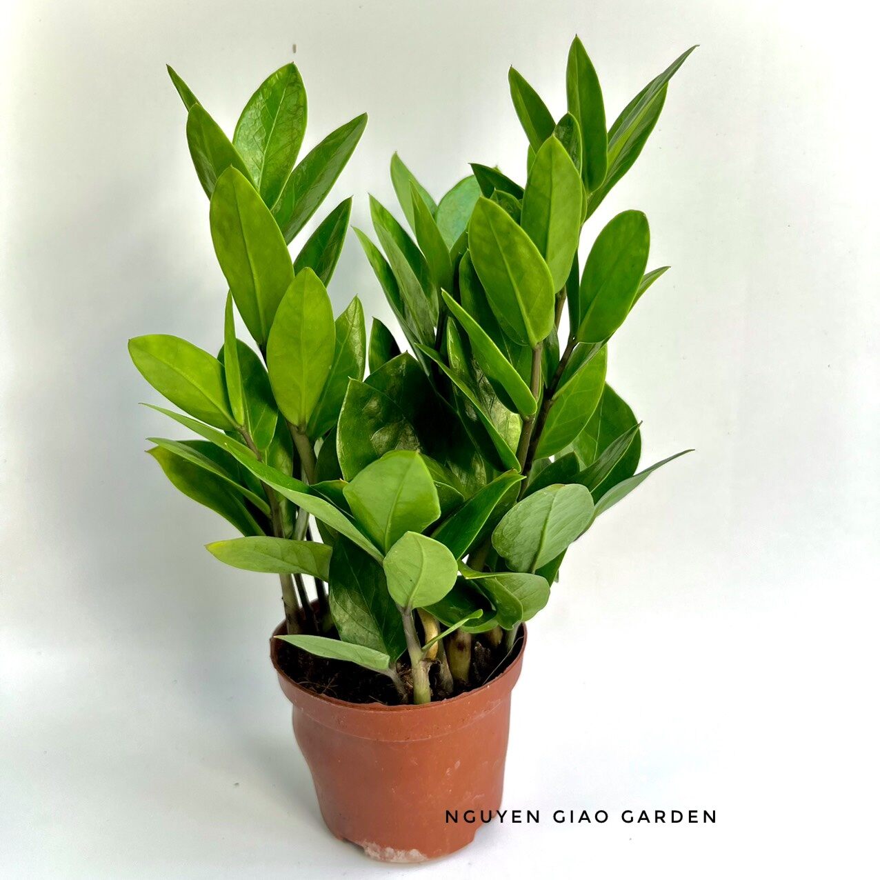 Cây Kim Tiền để bàn mang tài lộc thịnh vượng cho gia chủ