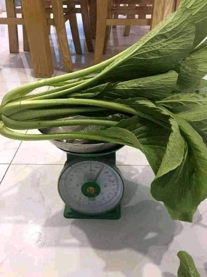 Hạt giống cải ngọt khổng lồ