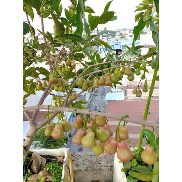 cây mận đỏ An Phước 100cm, cây đẹp