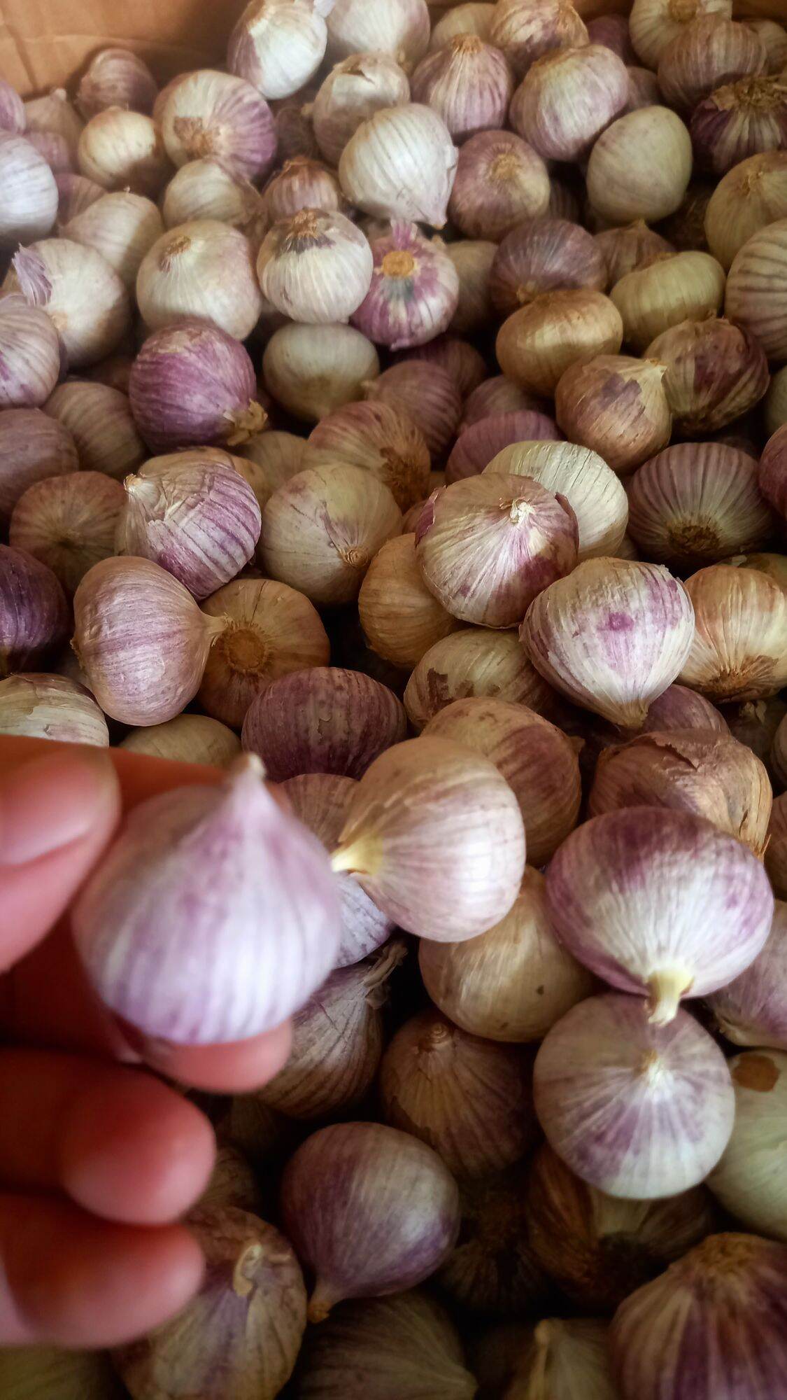 Tỏi cô đơn củ nhỏ