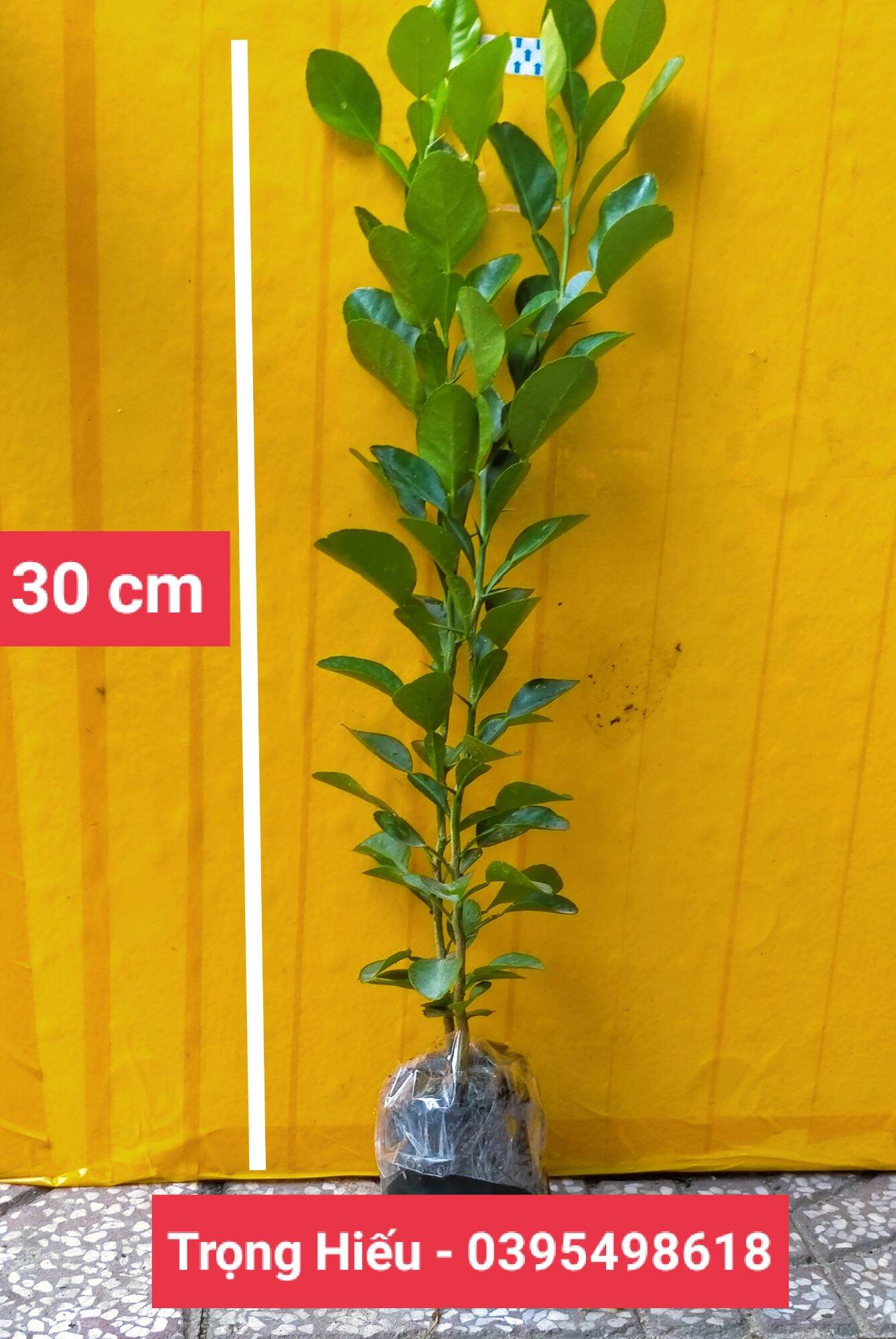 Cây Chúc( Chanh Thái) - An Giang - 30cm