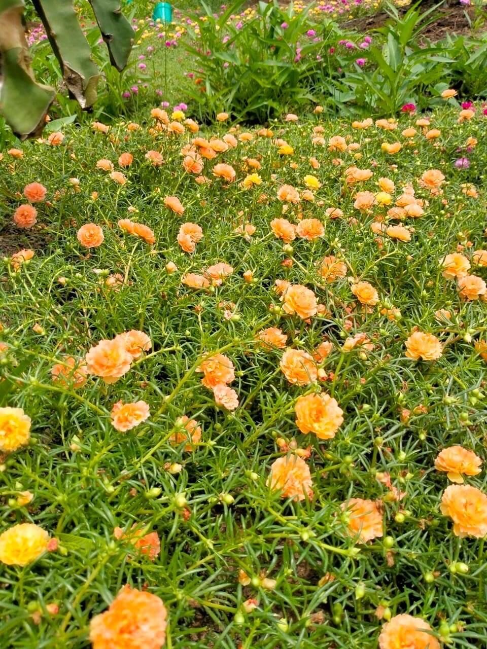 hoa mười giờ thái kép (1 bó)