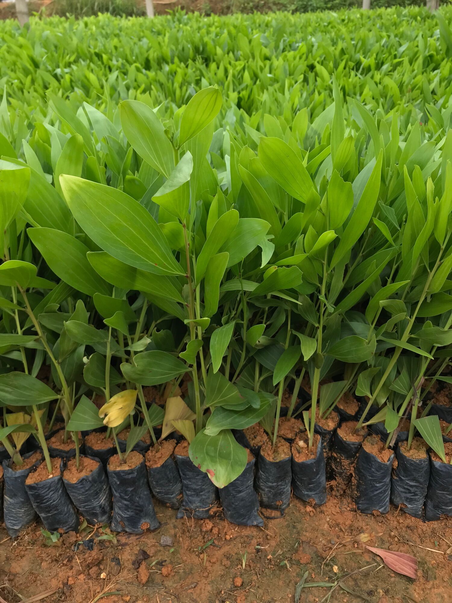 10 cây giống keo lá tràm
