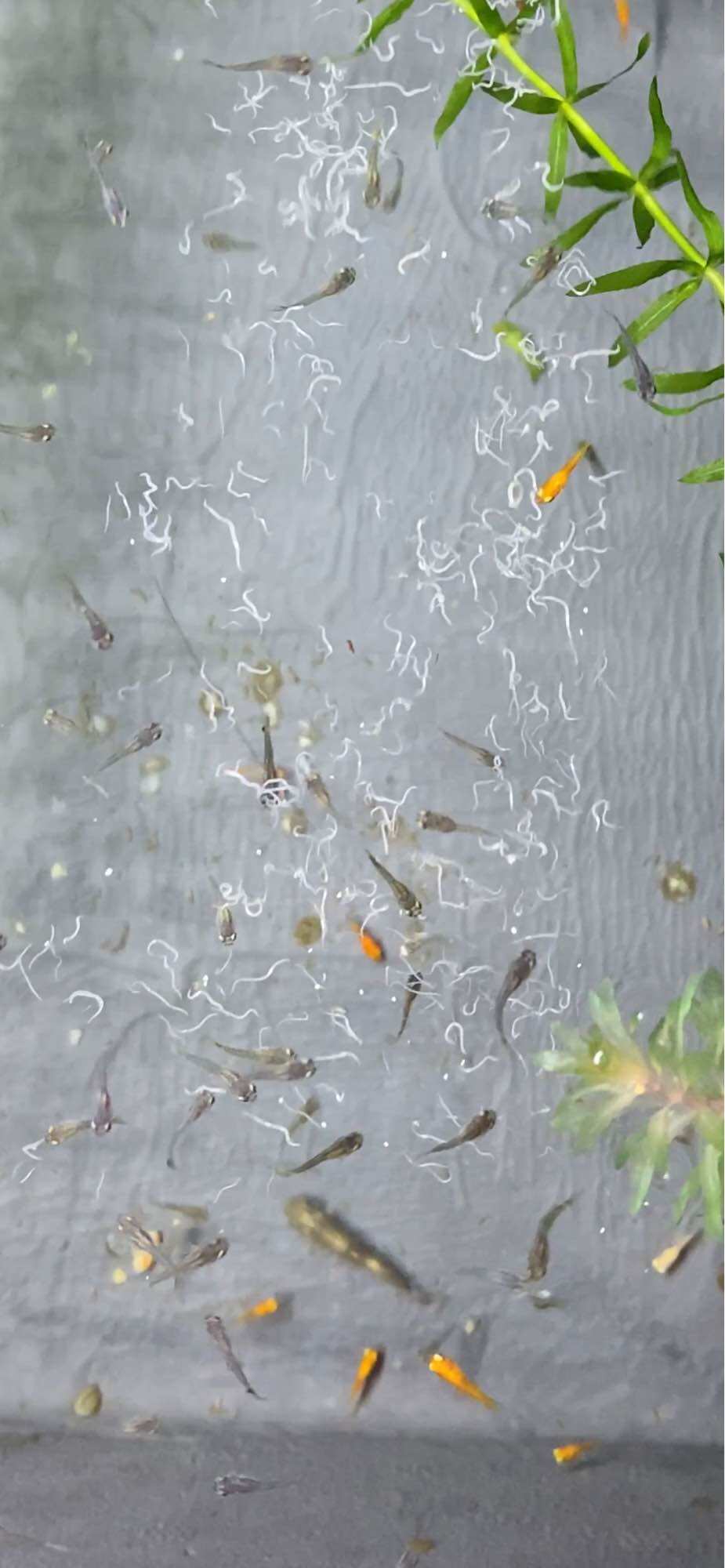 Hộp đựng trùn trắng Grindal worm