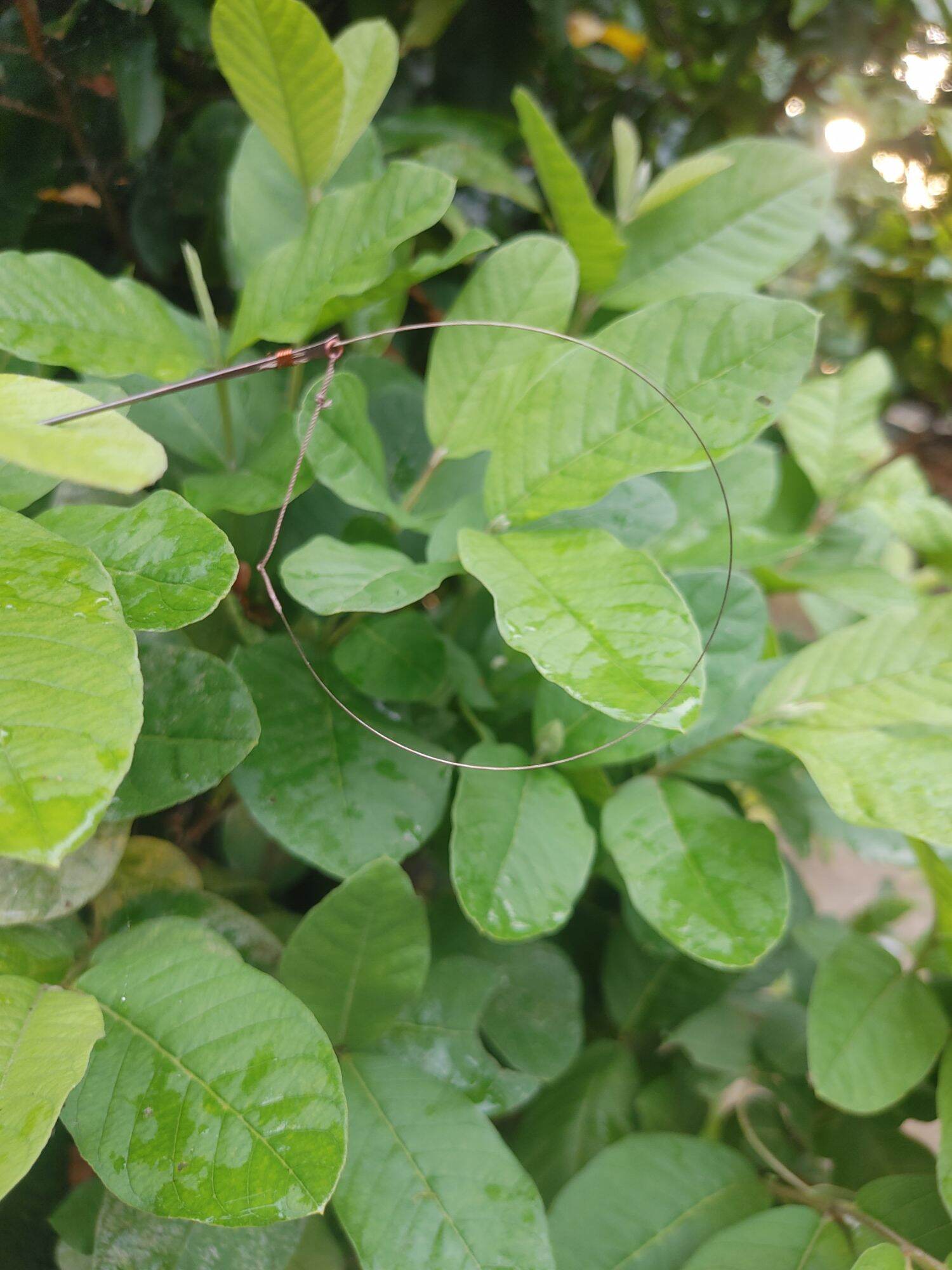 Dò Bẫy Cu Gáy Malai Se 7