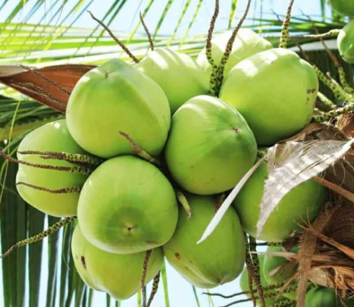 cây dừa xiêm bến tre 3 cây
