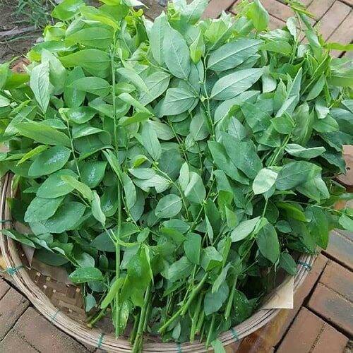 Hạt giống rau ngót lá nhỏ