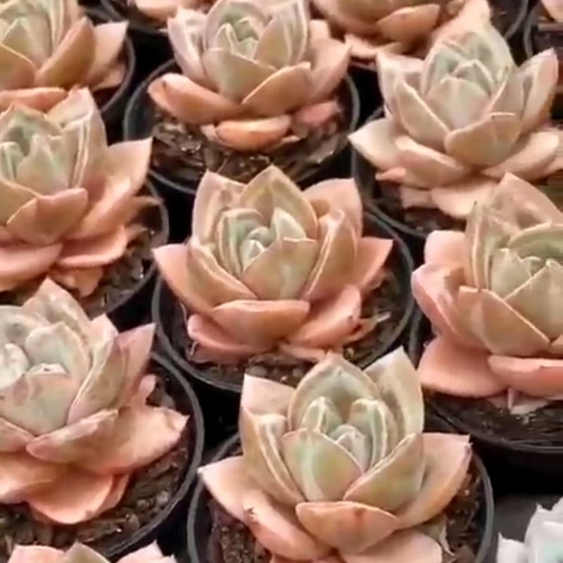 Sale 50%-sen đá pha lê cam rất đẹp lạ
