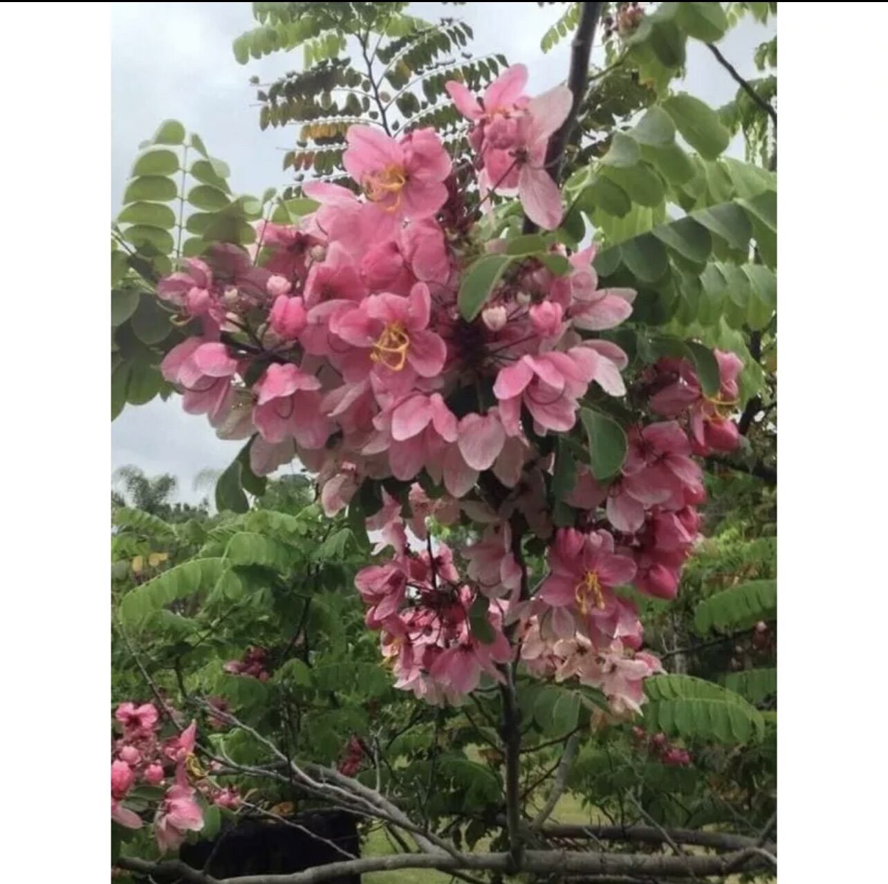 Cây giống hoa muồng anh đào