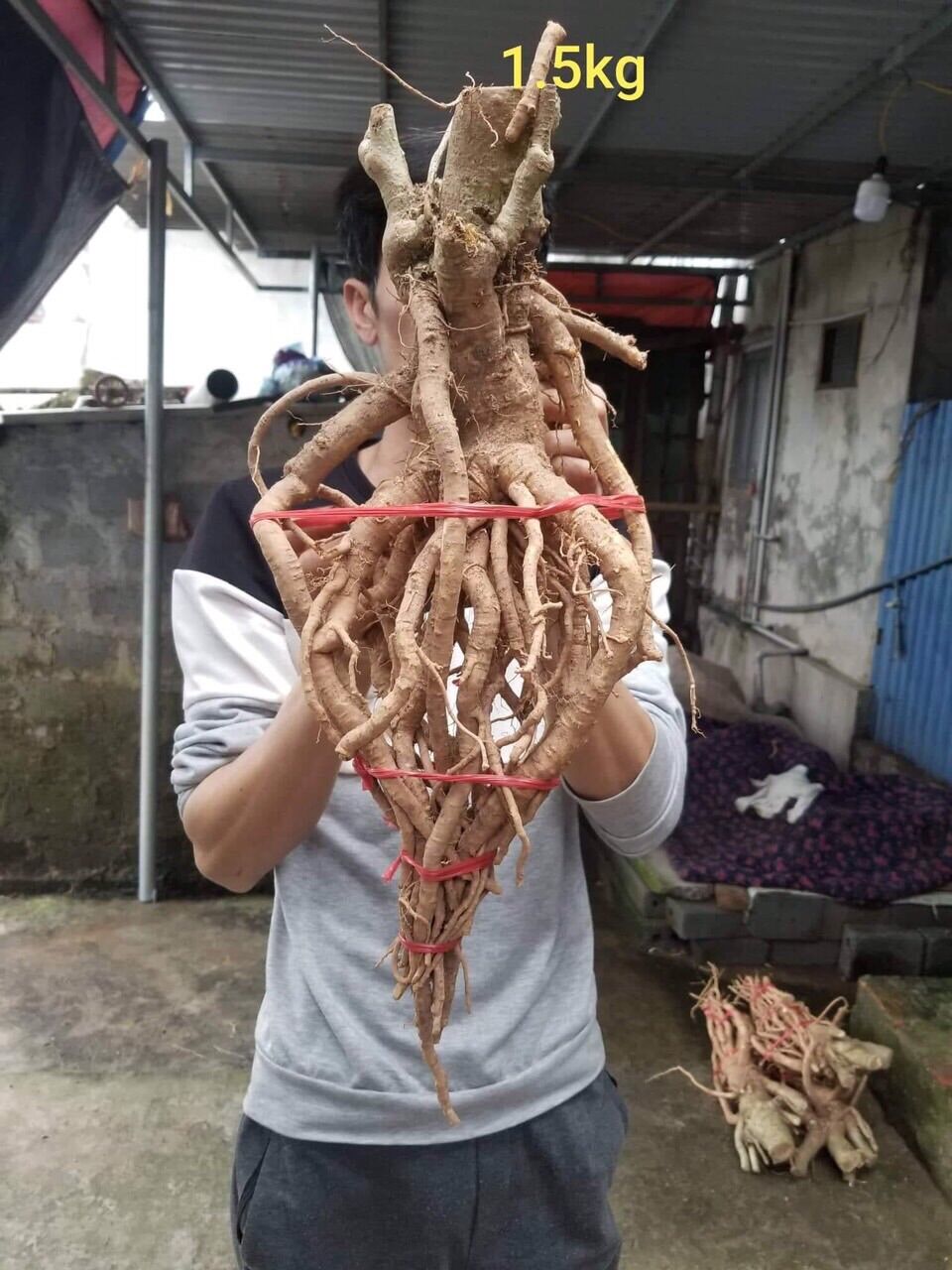 Đinh lăng Tây Bắc 400k/củ 2kg