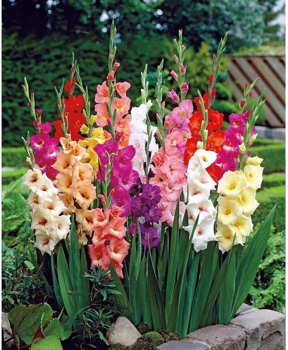 Củ hoa lay ơn chuẩn Tết