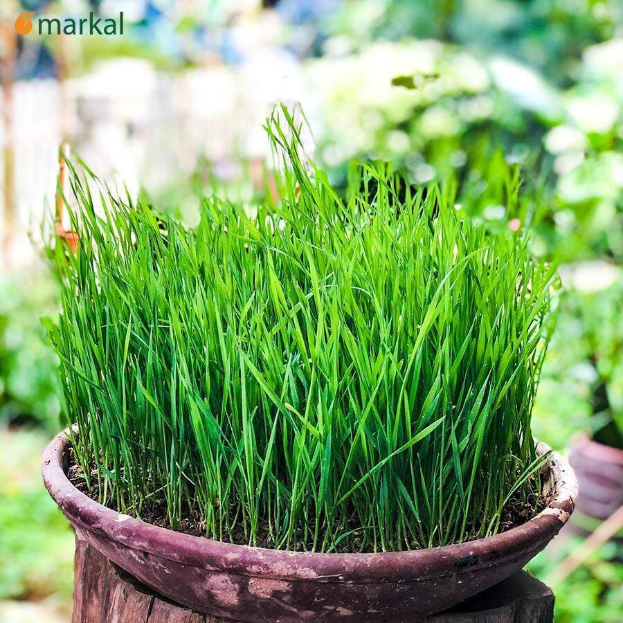 Hạt Lúa Mỳ Hữu Cơ Markal [1Kg]