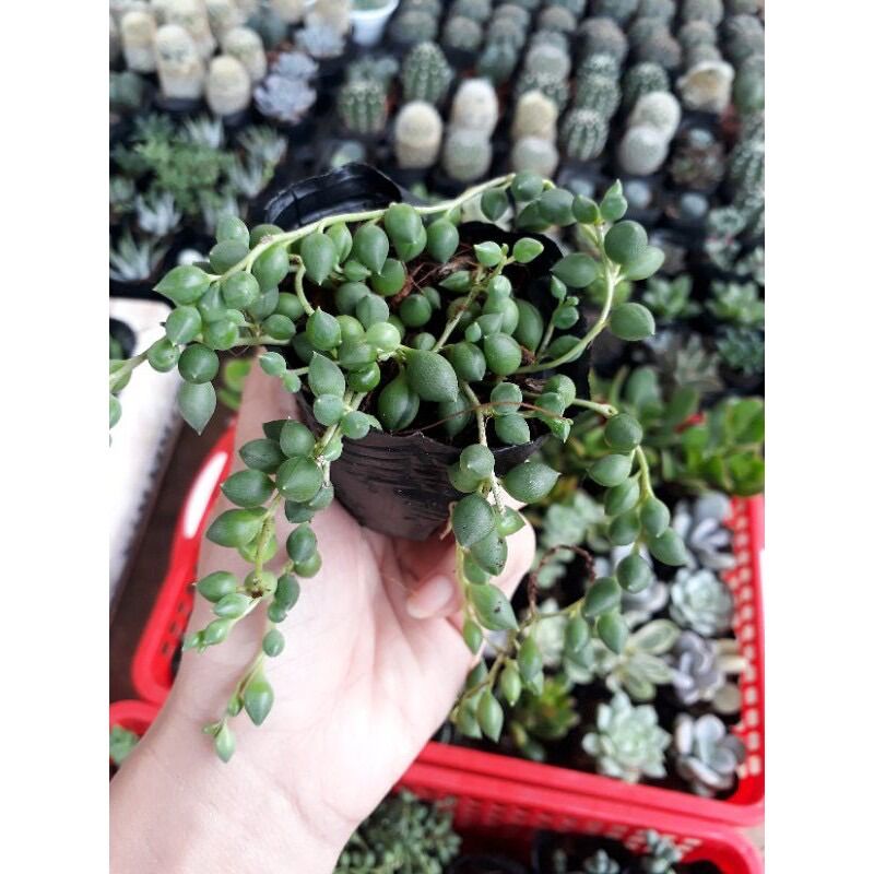 Sen đá giọt nước dài size bầu 3-5 cm