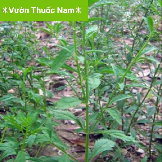 Combo 3 cây cam thảo đất làm giống