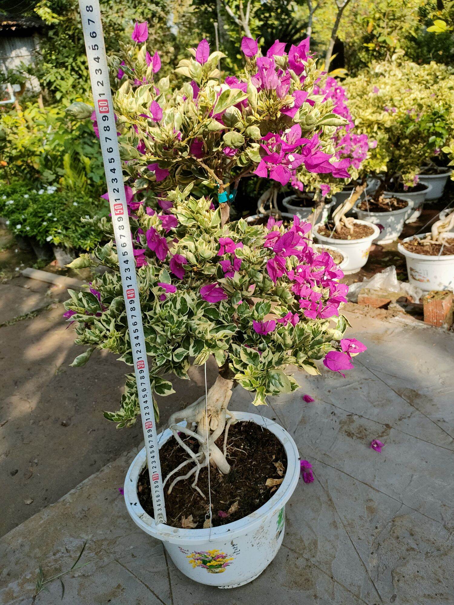 Chậu hoa giấy lá cẩm thạch