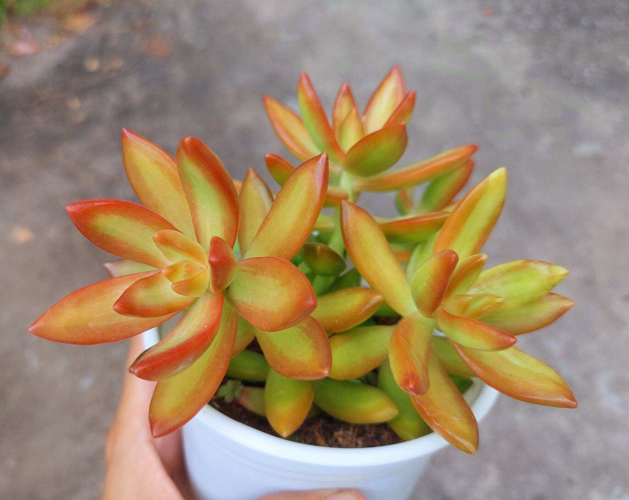 Sen đá cam size trung 5-7 cm xuất vườn đà Lạt